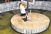 Živalski vrt z napihljivimi pingvini