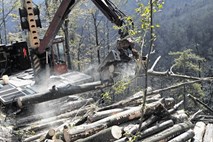To zimo bo največ hlodovine iglavcev iz državnih gozdov dobilo avstrijsko podjetje