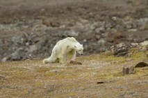 Žalostni vplivi klimatskih sprememb na severne medvede