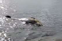 V morju ob hrvaškem Pelješcu našli truplo petmetrskega kita 