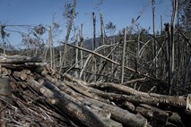 V ujmah poškodovanega za 1,3 milijona kubičnih metrov drevja 