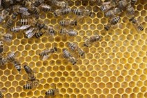 Združeni narodi 20. maj razglasili za svetovni dan čebel