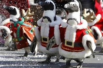 V božične kostume odeti pingvini navduševali Kitajce