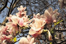Melania bo posekala starodavno magnolijo