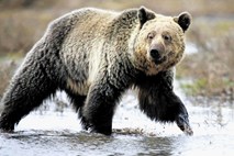 Prepoved lova na grizlije v Britanski Kolumbiji