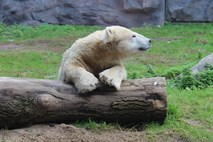 V Berlinu poginil 26 dni star mladič polarnega medveda 