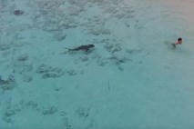 #video V vodi polno morskih psov, deček pa mirno zaplaval