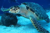 Zaradi visokih temperatur večina želv okoli Velikega koralnega grebena samic