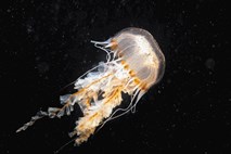 Meduze iz Piranskega zaliva bodo lovile plastiko