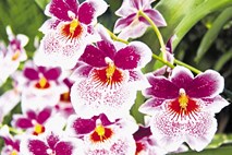 Pot do bogato cvetočih orhidej