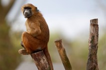 V pariškem živalskem vrtu zaradi pobega opic evakuirali obiskovalce