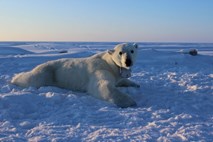 #video Severni medvedi zaradi taljenja arktičnega ledu stradajo že v glavni sezoni lova