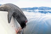 Kritika filma Zadnji ledeni lovci: Greenpeace nepopravljivo  škodil  inuitski  kulturi