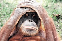 Borneo iztreblja orangutane
