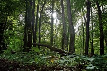 Slovenski državni gozdovi s prvimi dolgoročnimi pogodbami za dobavo lesa