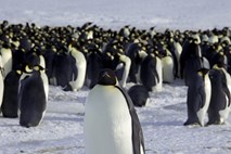 #video Na oddaljenem otoku Antarktike odkrili 1,5 milijona adelijskih pingvinov