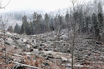 Spravilo lesa po decembrskem vetrolomu zamuja, država je v svojih gozdovih domačo nalogo doslej opravila le desetodstotno