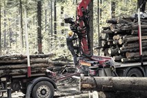 Žagarji družbi Slovenski državni gozdovi očitajo: Les ste dodelili tudi preprodajalcem