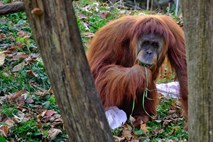 #video Orangutan v živalskem vrtu puha cigareto  