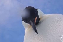 #video Radovedna pingvina si ogledujeta kamero 
