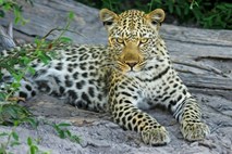 Mumbajčane pred steklimi psi varujejo leopardi