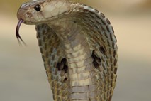 Znan malezijski krotilec kač umrl zaradi ugriza kobre 
