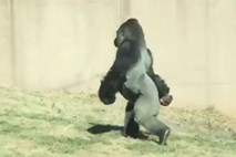 #video 16-letna gorila s pokončno hojo osvojila splet