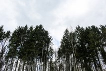 Ob mednarodnem dnevu gozdov: sanacija še vedno otežena