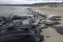 #foto #video 130 poginulih kitov bi lahko na avstralsko obalo privabilo morske pse