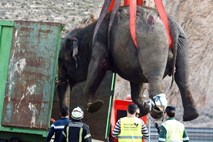 #video Sloni v Španiji povzročili zastoj na avtocesti 