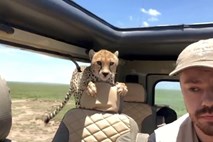 #video Na zadnjem sedežu jih je presenetil gepard