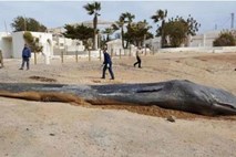 V želodcu poginulega kita našli 29 kilogramov plastike