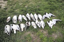 Ornitologi: Pogin rečnih galebov je ekološka katastrofa velikih razsežnosti