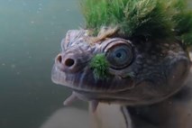 Zelenolasa želva, ki diha z genitalijami, je ogrožena 