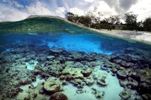 Vročinski val na velikem koralnem grebenu povzročil katastrofalno odmrtje koral 