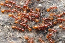 Na Borneu odkrili mravlje, ki se lahko razstrelijo 