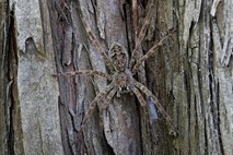 Najstarejša pajkovka na svetu dočakala častitljivih 43 let