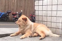 #video Zvesti pes Medo vsak dan na postaji vdano čaka lastnika, da se vrne iz službe
