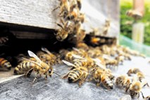 Biodinamično čebelarjenje