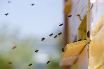Slovenija po številu čebelarjev v vrhu EU, po količini pridelanega medu pri repu