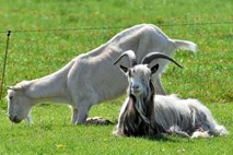 Rim v urejanje travnatih površin s kozami in ovcami