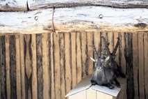 V Živalskem vrtu Ljubljana urejajo ograde za severne jelene, lose in sove