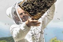 Živalim v resnici kraljujejo čebele