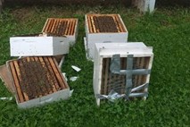 #video Nekaj dni po svetovnem dnevu čebel vandali v Ljubljani nad panje
