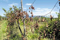 V vinograde Vipavske doline se vrača upanje