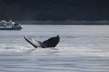 Japonci v »raziskovalne namene« umorili 120 brejih kitov