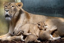 Iz nemškega živalskega vrta pobegnila leva, tigra in jaguar