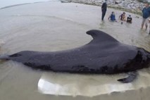 Kit na Tajskem poginil z 80 plastičnimi vrečkami v želodcu