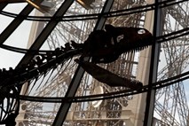 Okostje dinozavra na dražbi prodali za dva milijona evrov