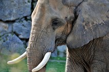 #video Iz nemškega živalskega vrta pobegnil slon in šel na sprehod